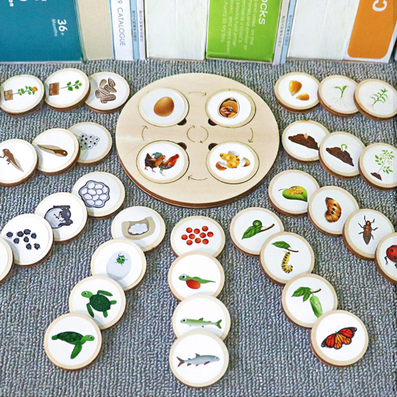 科学区大班益智区生命成长推演