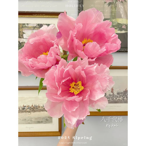 【顺丰包邮】山东菏泽重瓣芍药牡丹鲜切花基地现采现发家用插花