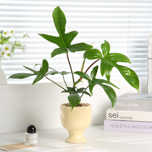 飞机蔓绿绒办公室工位热植好养活
