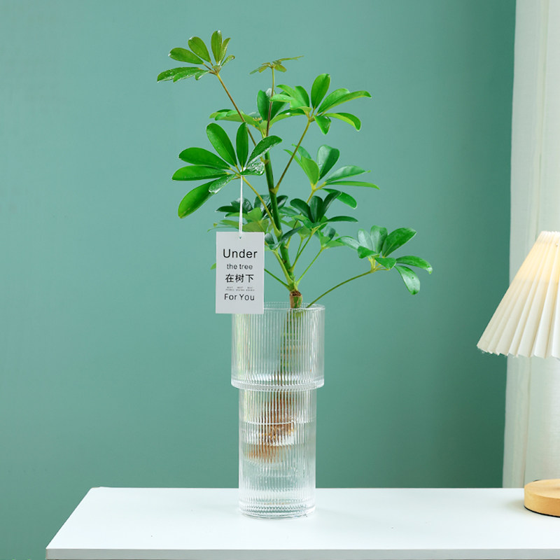 鸭脚木盆栽水培植物室内好养四季家中办公室吸二手烟的绿植鸭掌木