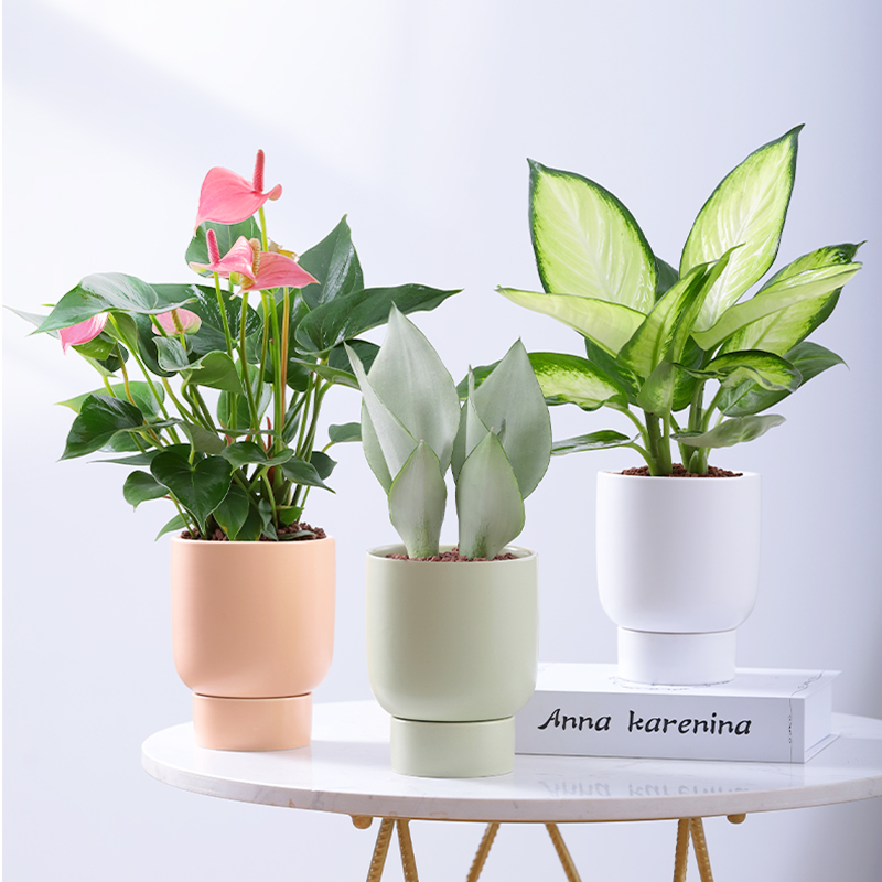 颜值绿植盆栽植物室内四季好养