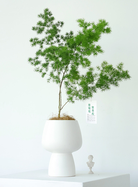 放青松蓬莱松室内盆栽绿植高级感客厅办公室植物易活花卉四季盆景