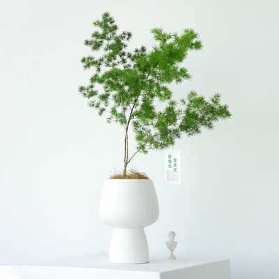 蓬莱松盆栽绿植高级感客厅盆景