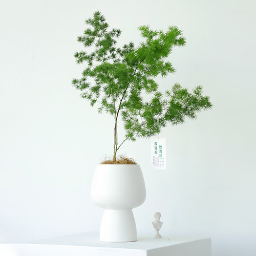 蓬莱松盆栽绿植高级感客厅盆景