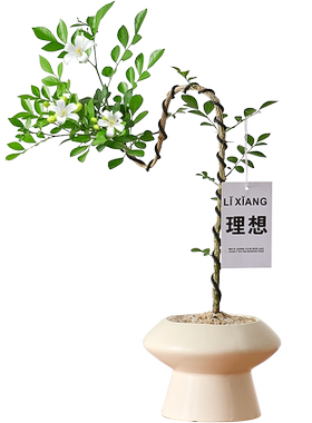 文人九里香盆栽客厅老桩盆景