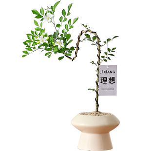 文人九里香盆栽绿植室内办公室客厅好养活四季植物七里香老桩盆景