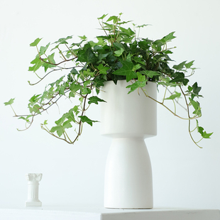 常春藤爬藤植物长春藤不需要阳光 常青 绿植好养活家养中盆栽四季