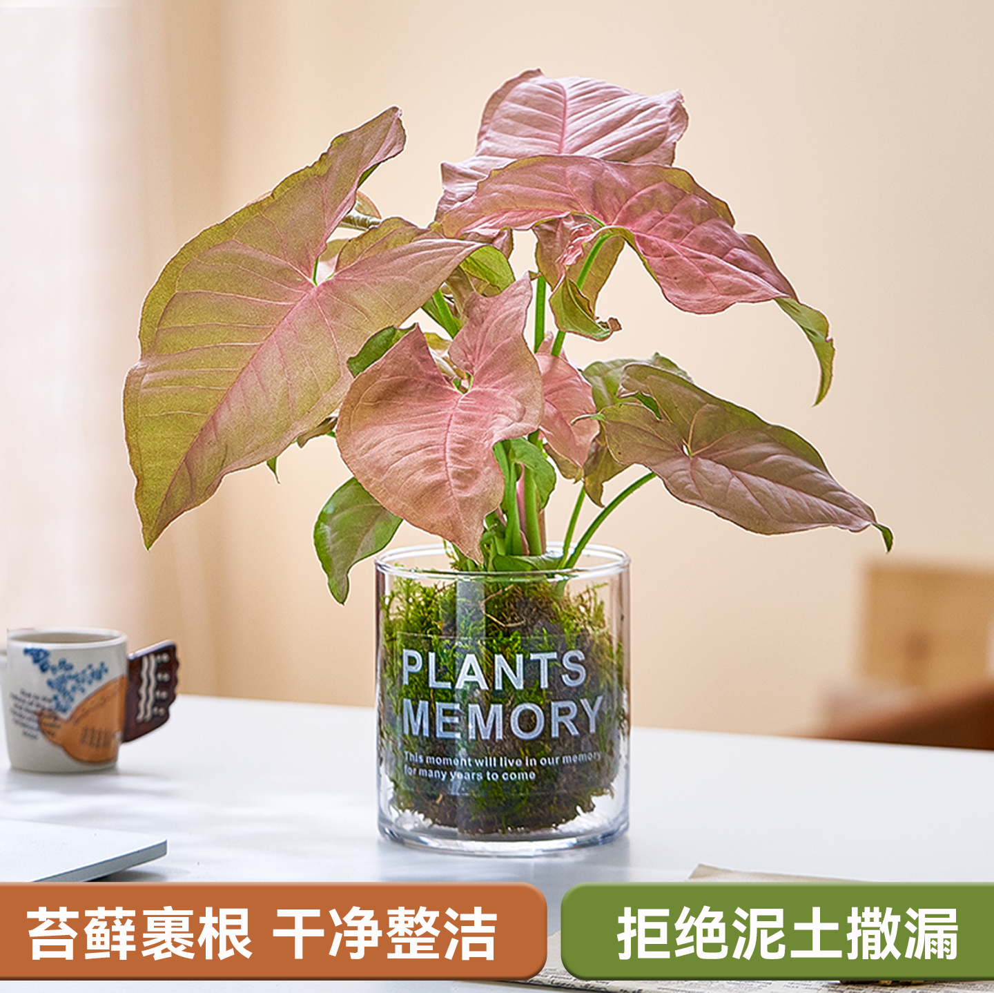 苔藓球桌面绿植四季好养活