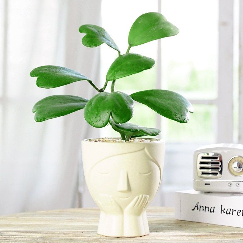 心叶球兰盆栽室内办公室绿植多肉植物大颗好养活心型观叶爬藤花卉,鲜花速递/花卉仿真/绿植园艺,多肉植物,淘宝优惠券,粉丝福利购,淘宝优惠卷