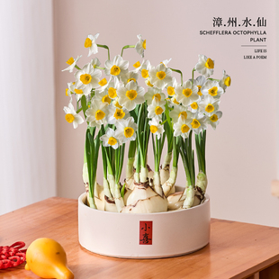 漳州水仙花盆栽水养种球冬季花卉绿植客厅水培室内植物好养年宵花