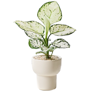 白如意皇后竹芋室内工位绿植高级感小盆栽好养活四季观叶懒人植物