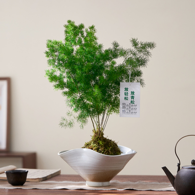 苔藓球蓬莱松盆栽桌面茶室好养
