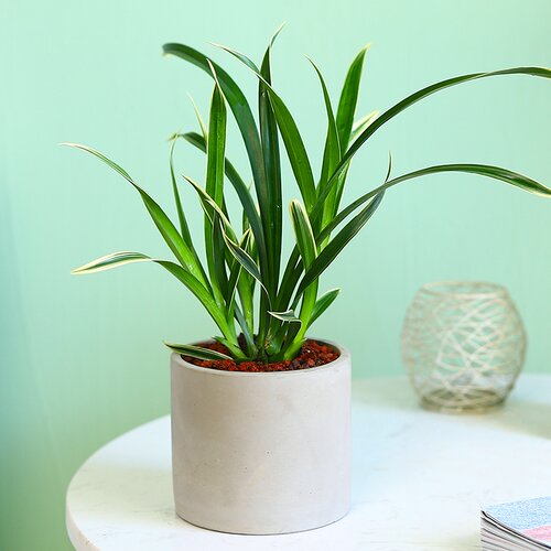 神童冠兰花观叶植物室内好养活