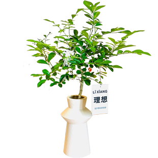 独杆九里香盆栽四季开花办公室绿植好养活驱蚊花卉植物室内七里香