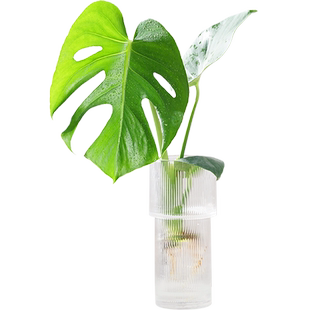 水培龟背竹老桩盆栽四季水培植物室内好养办公室绿植玻璃创意水养