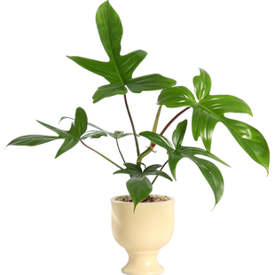 飞机蔓绿绒绿植室内盆栽植物门口卧室办公室工位热植好养活高级感
