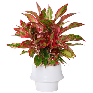 万年红盆栽大盆家里门口室内办公室电视柜旁边绿植好养活四季植物