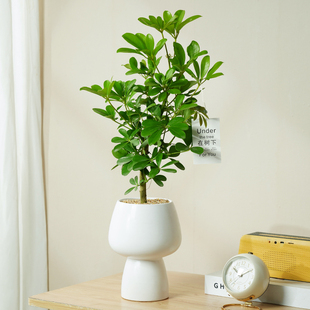 鸭脚木盆栽客厅办公室工位绿植八方来财植物盆栽室内好养活鸭掌木