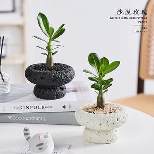 胖胖树沙漠玫瑰盆栽多肉植物花卉易活四季喜阳耐晒客厅办公室绿植