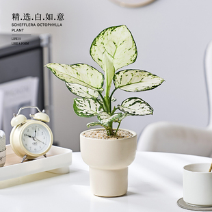 白如意皇后竹芋室内工位绿植高级感小盆栽好养活四季观叶懒人植物