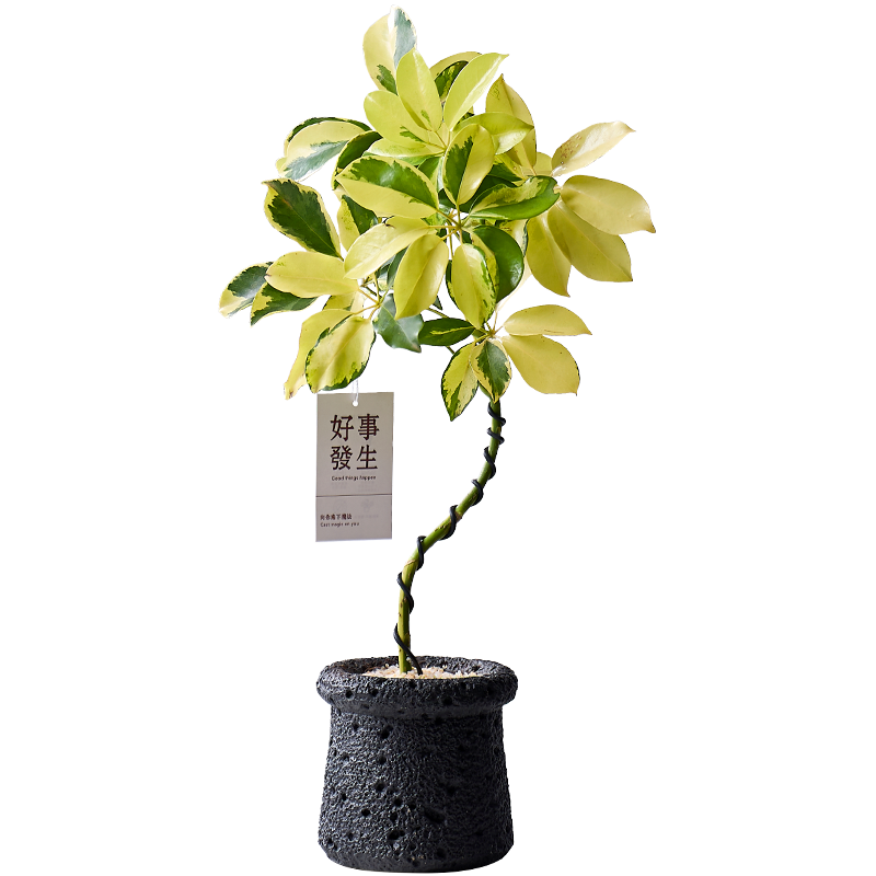 花葉鴨腳木盆栽門(mén)口室內(nèi)臥室辦公室工位綠植高級(jí)感好養(yǎng)活四季植物