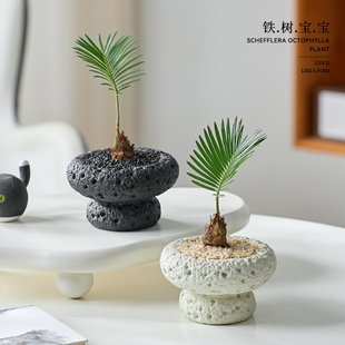 铁树宝宝盆栽办公室工位绿植花卉好养活四季耐热耐晒植物微型盆景