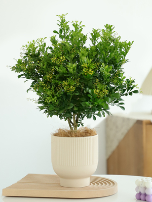 香水米兰花盆栽爆盆花期悠长阳台花卉植物室内花易活多年生可开花