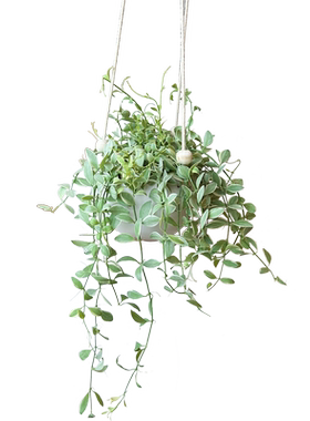 金边翡翠吊兰适合懒人养的植物