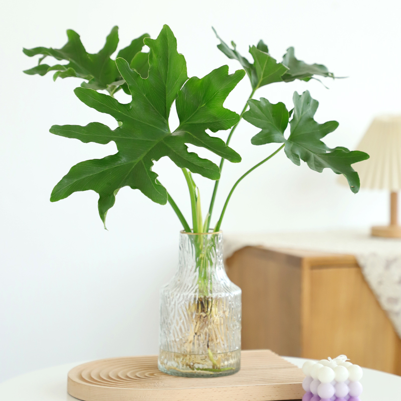 水培春羽办公室绿植好养活