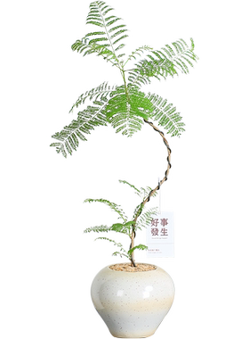 蓝花楹客厅电视柜旁边好养活四季