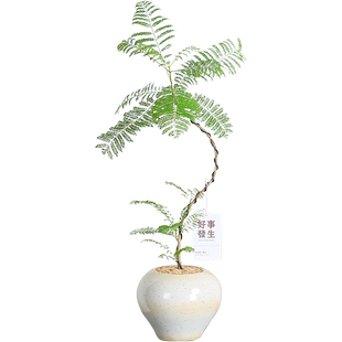 蓝花楹绿植室内盆栽植物家里门口客厅电视柜旁边好养活四季高级感