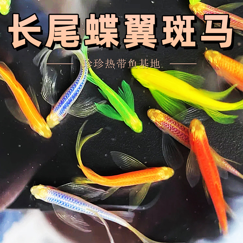 蝶翼斑马热带群游鱼长尾斑马鱼