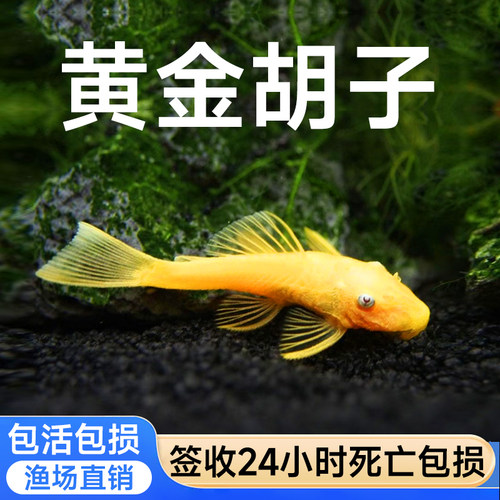 黄金胡子鱼大帆工具鱼清缸除藻