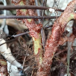 正宗新鲜骨碎补深山毛姜爬岩姜石岩接骨过山龙中药材鲜货中药材