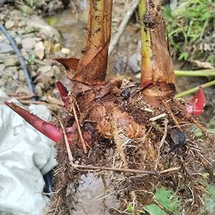 新鲜夜寒苏煲汤食材斤装大姜花草果山姜夜含苏路边山姜中药材