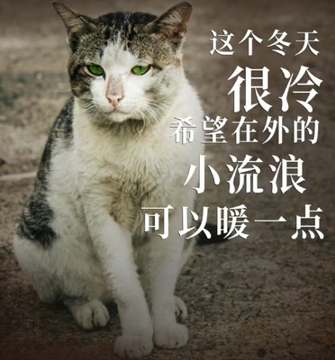 猫粮云投喂一毛钱的东西