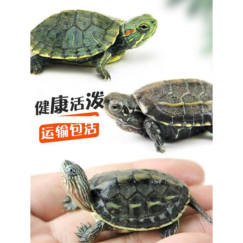 小乌龟活物巴西龟草龟珍珠龟活体观赏龟好养活龟苗金线龟儿童宠物