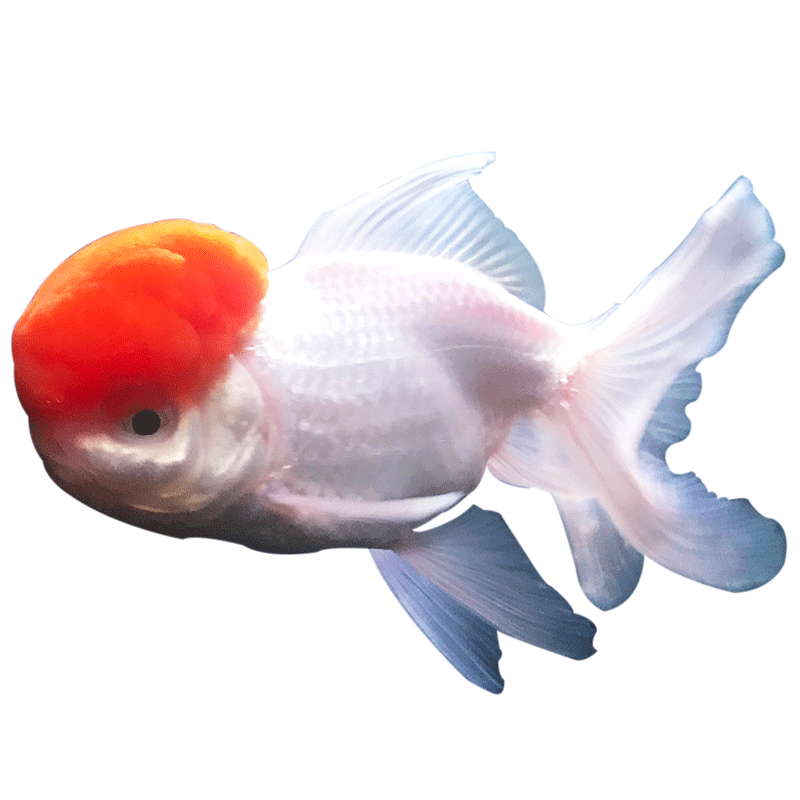 水族鱼活体宠物鹤顶红鸿运当头
