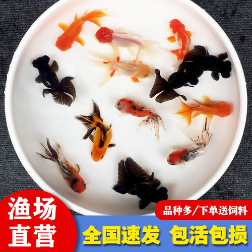 活体兰寿珍珠观赏冷水鱼