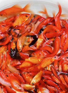 草金鱼饲料鱼小红鱼锦鲫鱼红草鱼好养耐活小金鱼冷水观赏鱼活体鱼