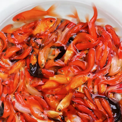 冷水观赏鱼小红草鱼锦鲫鱼网红罐