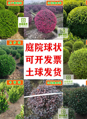 田园景艺球状冬青黄杨工程苗