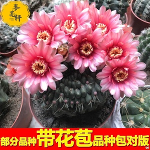 开花仙人球仙人掌盆栽类植物室内含盆开花盆栽办公室防辐射绯花玉