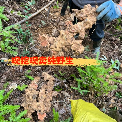 直播新鲜现挖菝葜根野生