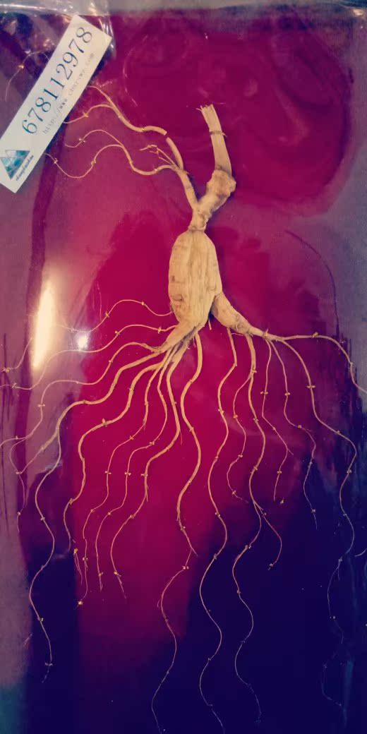 长白山林下参滋补佳品高年头十五年以上整支生晒参礼盒装