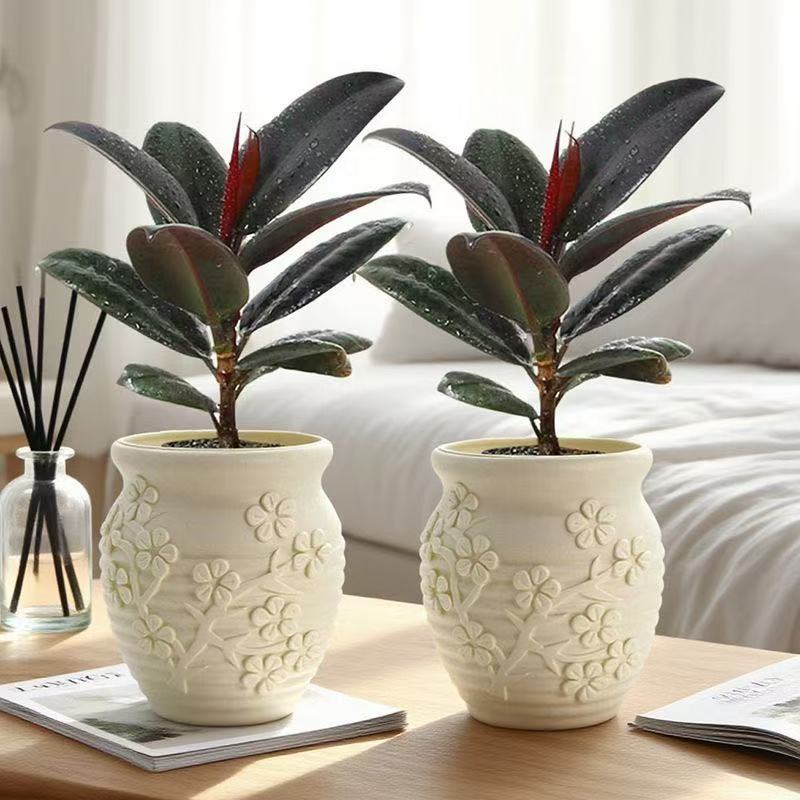 黑金刚橡皮树盆栽ins北欧风网红植物室内桌面净化空气好养绿植