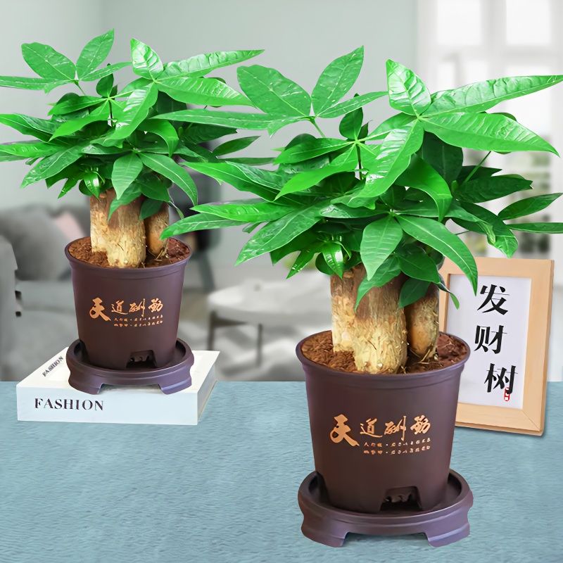 三杆发财树盆栽植物室内客厅招财树盆景办公室桌面好养活四季绿植