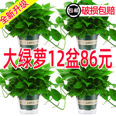 绿萝盆栽批发大盆栽办公室内植物净化空气绿植客厅大叶绿箩好养活