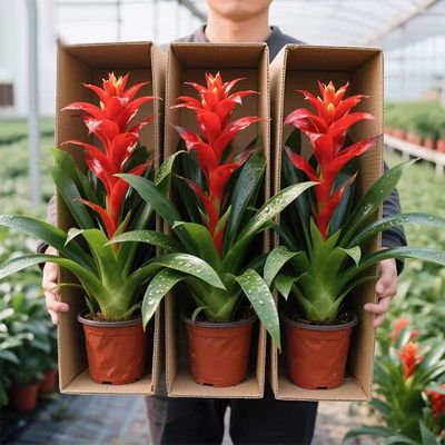 年宵花鸿运当头盆栽室内客厅前台落地款大型凤梨红星植物带花绿植