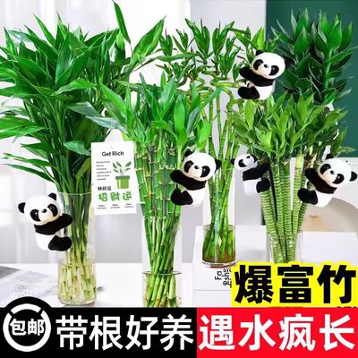 带根富贵竹开运竹水培植物